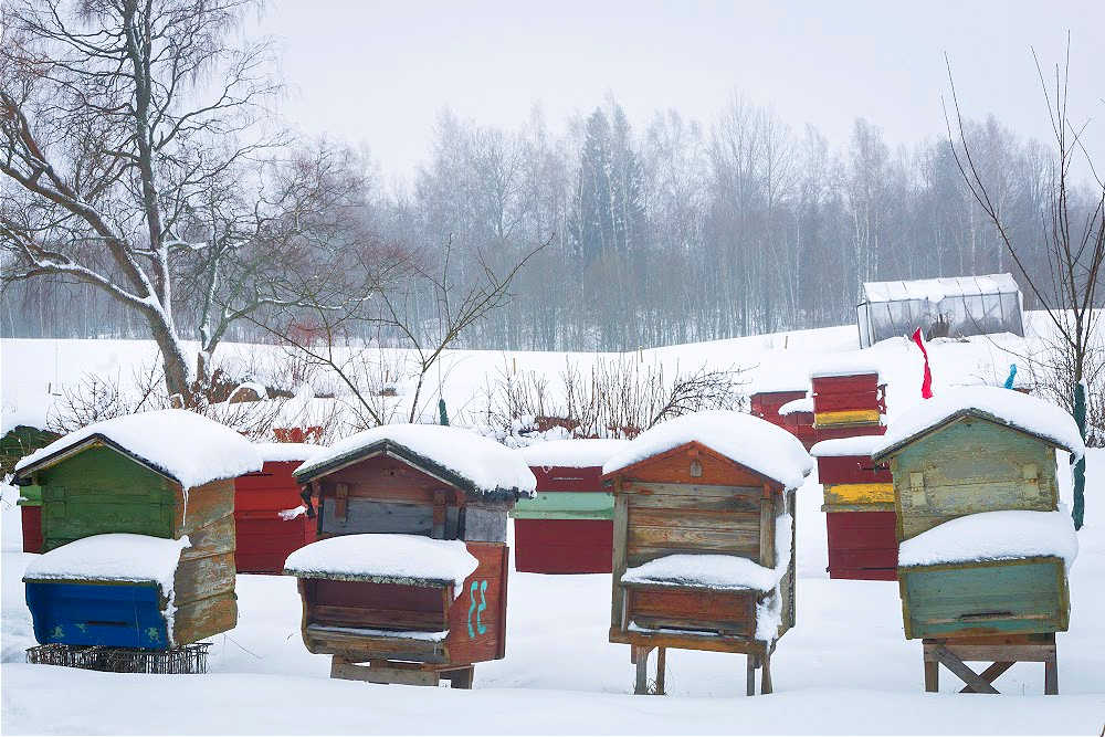 Rows of beehives covered in snow during a cold winter