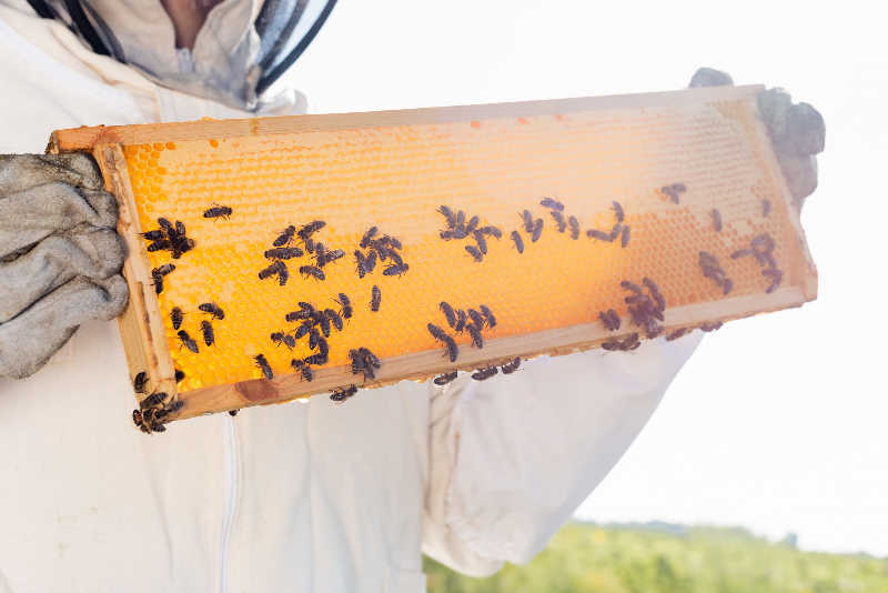 A beekeeper in protective suit looking at a frame of honeycomb