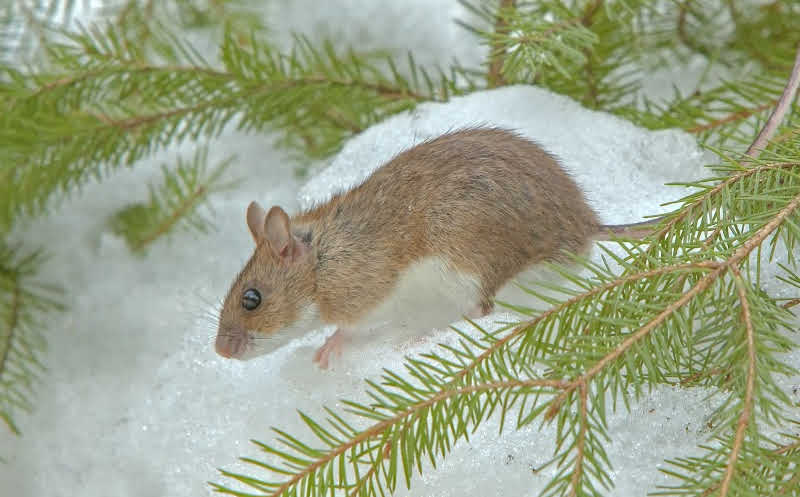 A mouse walking through the snow looking for food.