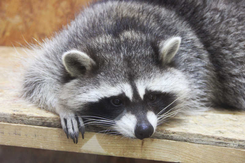 A raccoon resting and possibly thinking about where to find more honeycomb