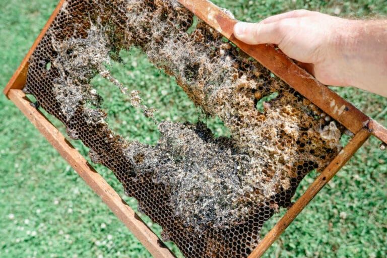 16 Honey Bee Threats – Pests, Predators, Disease
