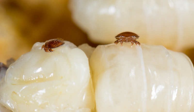 A close up of two varroa mites.