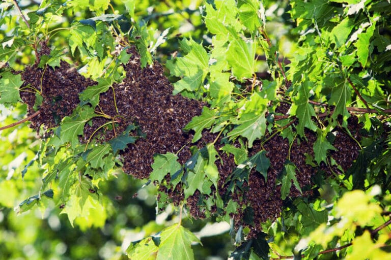 What Is Honey Bee Swarming? 2024 Guide
