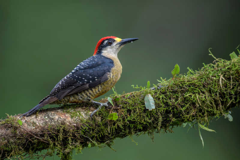 A woodpecker on a branch