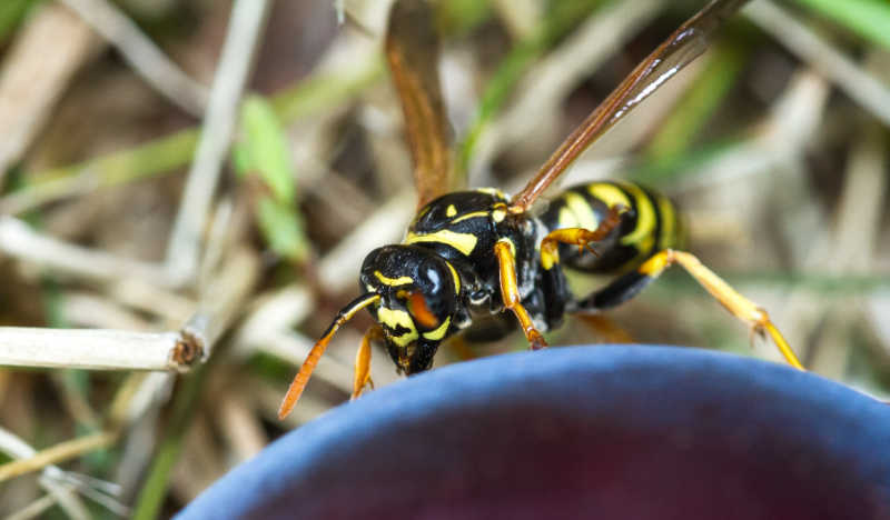 A closeup of a yellowjacket wasp
