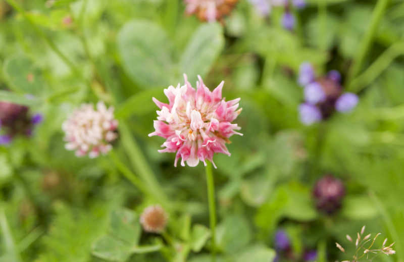 A closeup of a pink alsike clover flower.