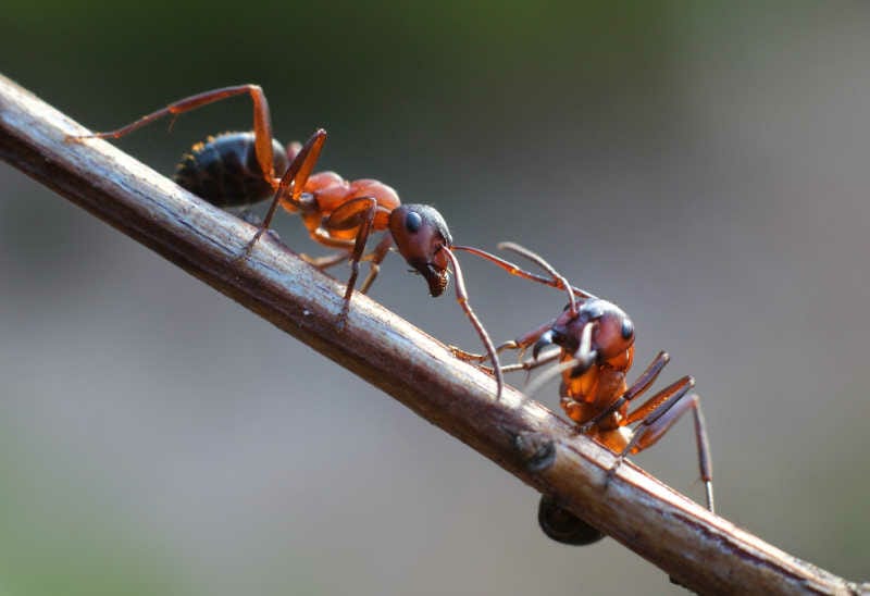 Two ants walking up a twig to get to a beehive