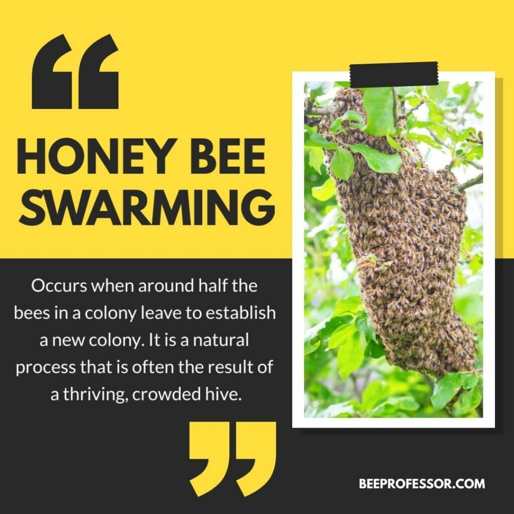 An infographic explaining the definition of bee swarming with a picture of a swarm on a branch included