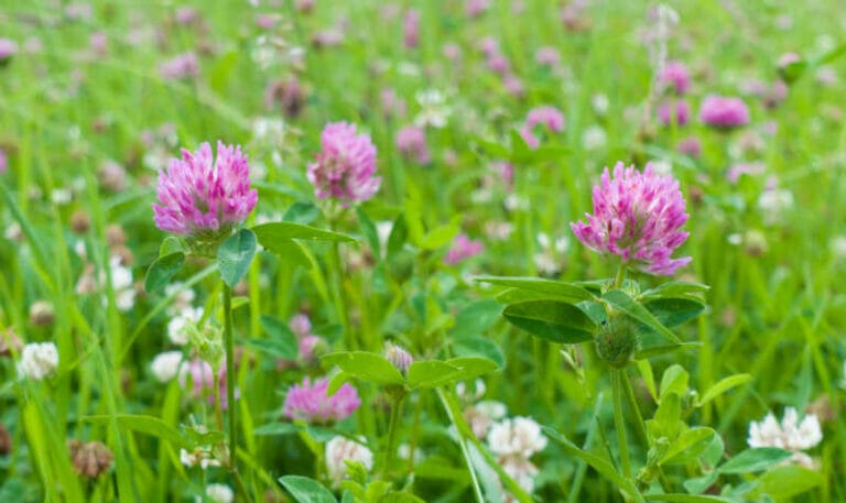 What Is The Best Clover For Honey Bees? [Top 5]