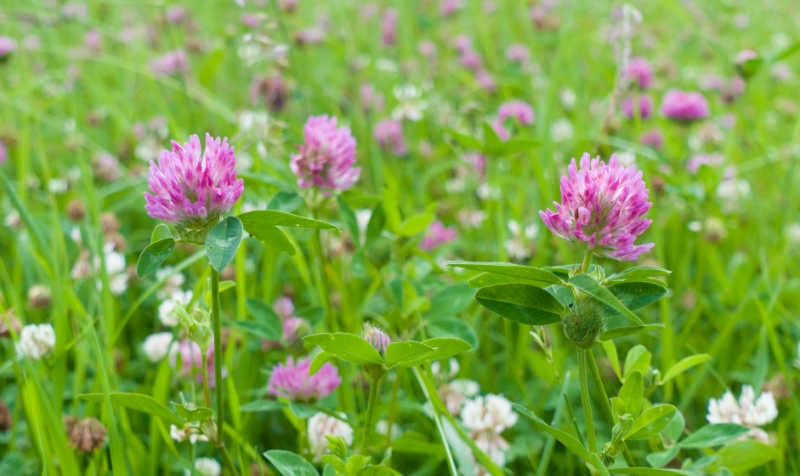 A meadow with various clover varieties growing