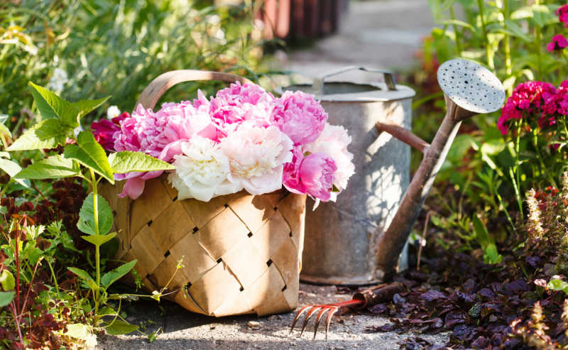 A basket of freshly cut flowers in the garden next to a watering can