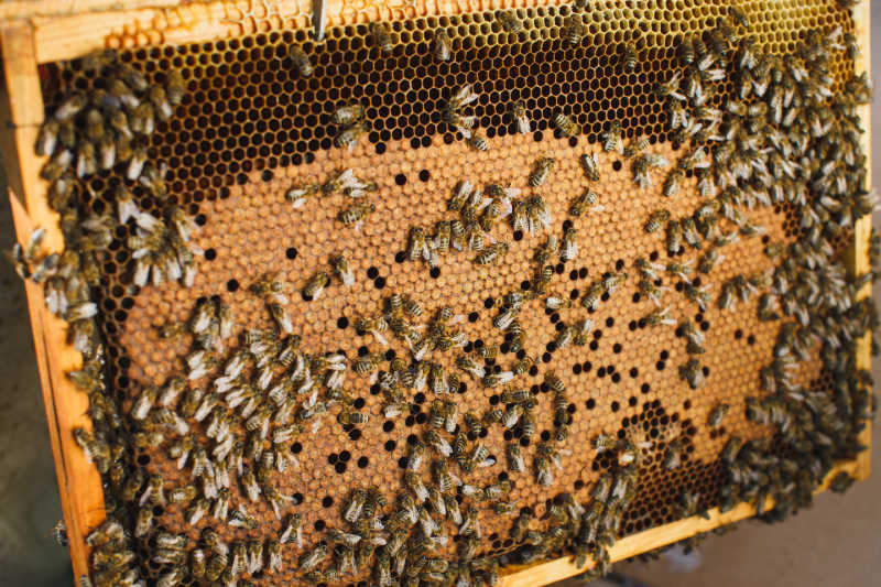 A frame almost full with capped brood