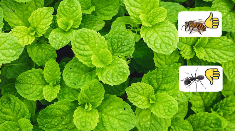Freshly growing mint is great for warding off ants from the beehive