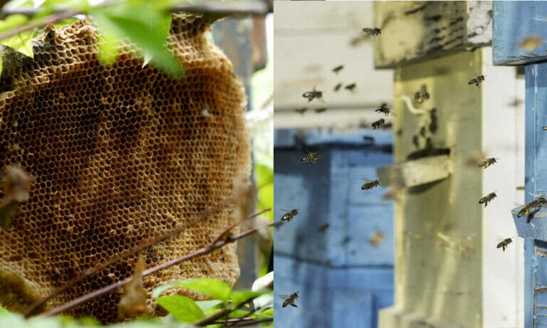 How Do Honey Bees Make Beehives? [3 Steps]