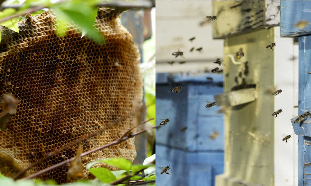 Pictures of a wild bee nest and a hive.