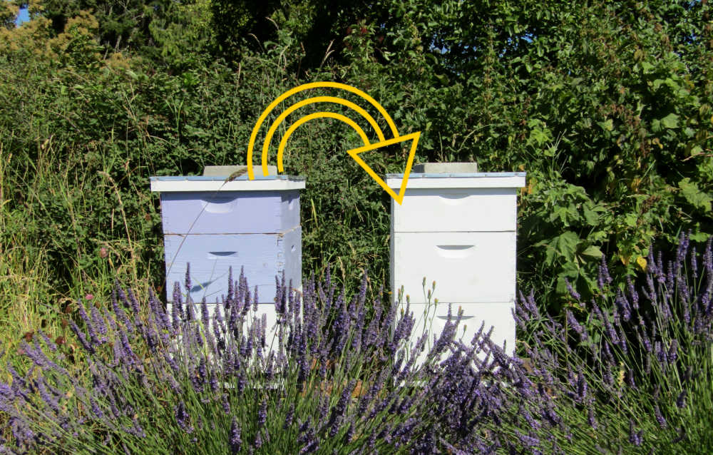 Two beehives next to each other ready to be combined