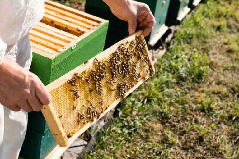 How To Get Bees For Your Hive [5 Ways]