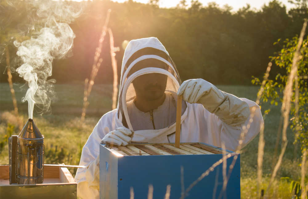 Beekeeper treating a beehive for varroa mites at sunset