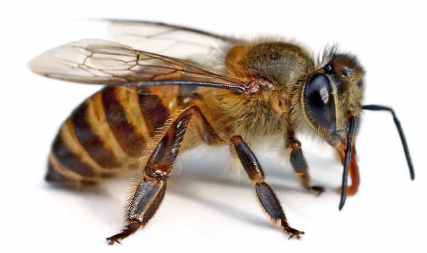 Close of of honey bee that may be resistant to varroa mites