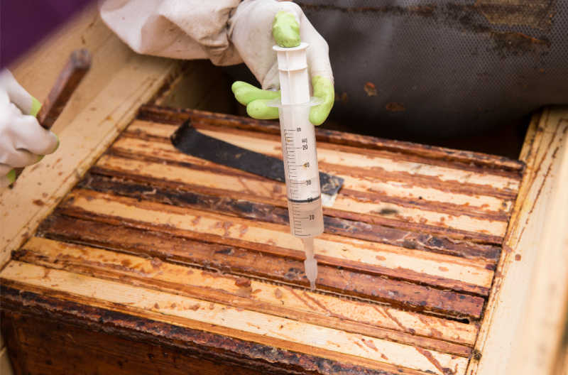Beekeeper using a syringe to apply oxalic acid to a cluster of bees