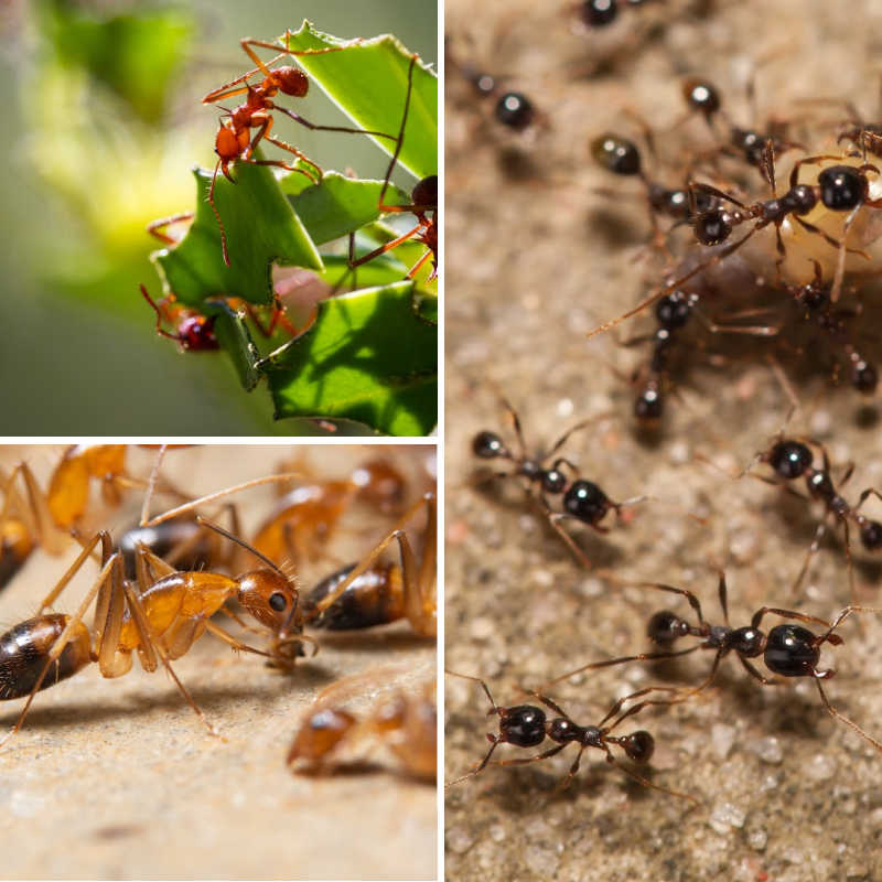 A collage of various types of ants