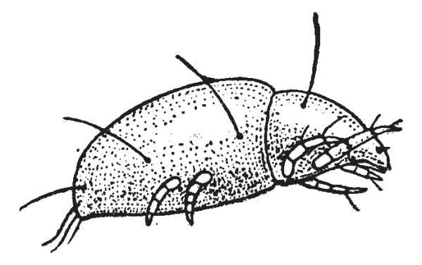 Side-on black and white illustration of varroa mite