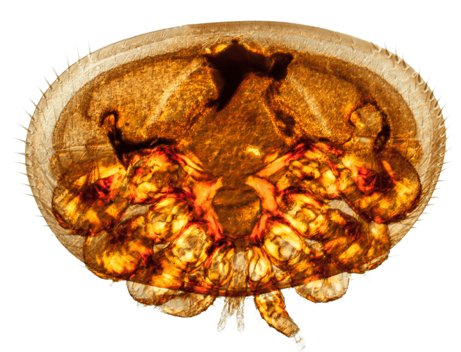 Varroa mite under a microscope