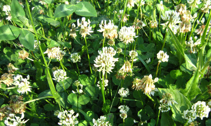 Closeup of a patch of white clover growing in the garden