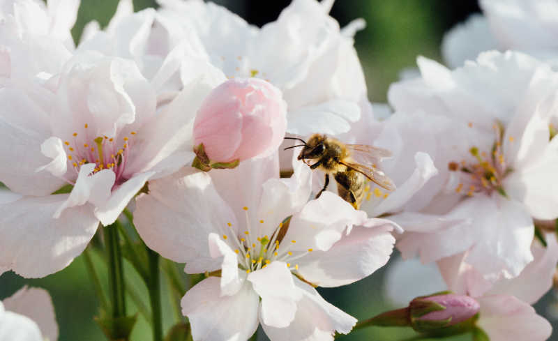 A closeup of a honey bee collecting pollen and nectar from apple blossoms