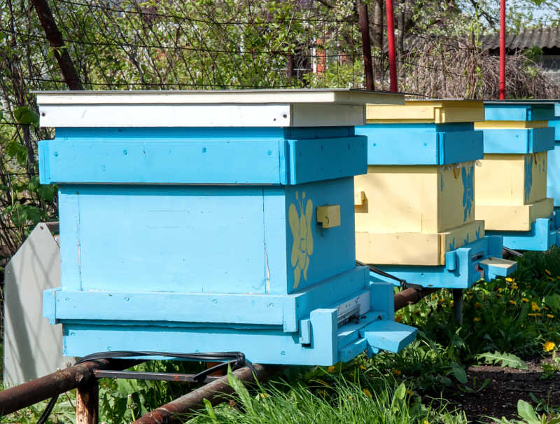 Blue and yellow Langstroth hives in a row