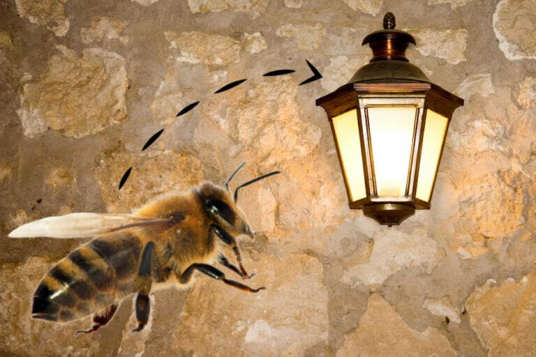 Are Honey Bees Attracted To Light?