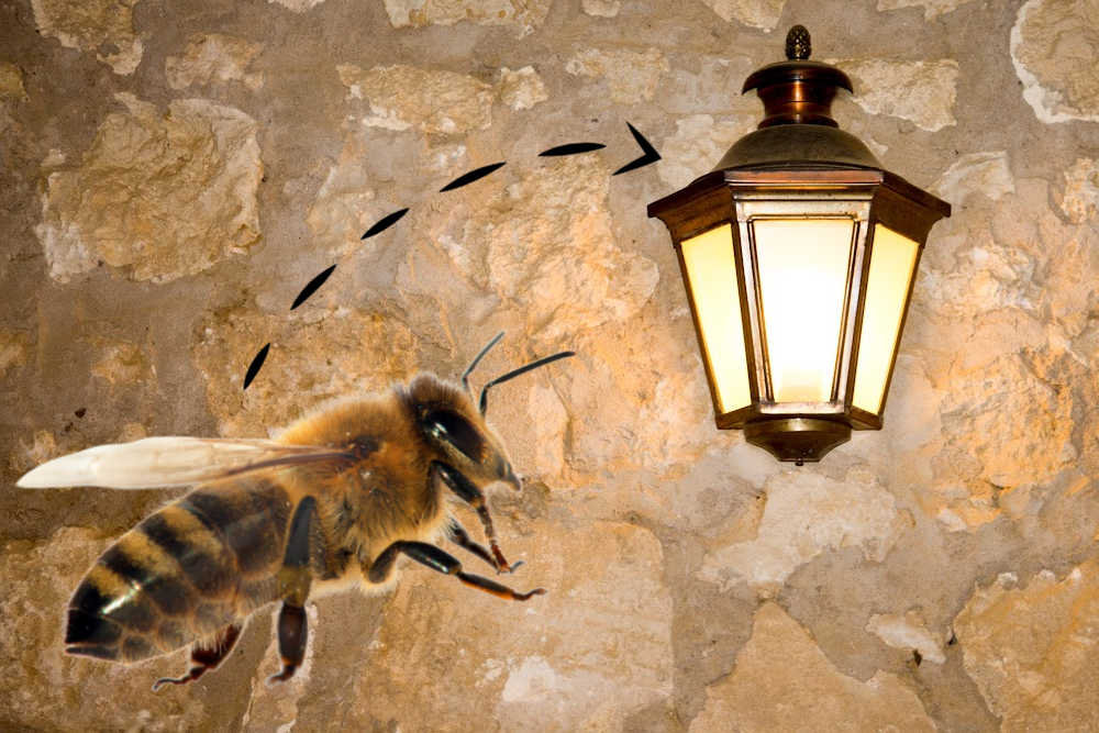 A honey bee next to a street lamp