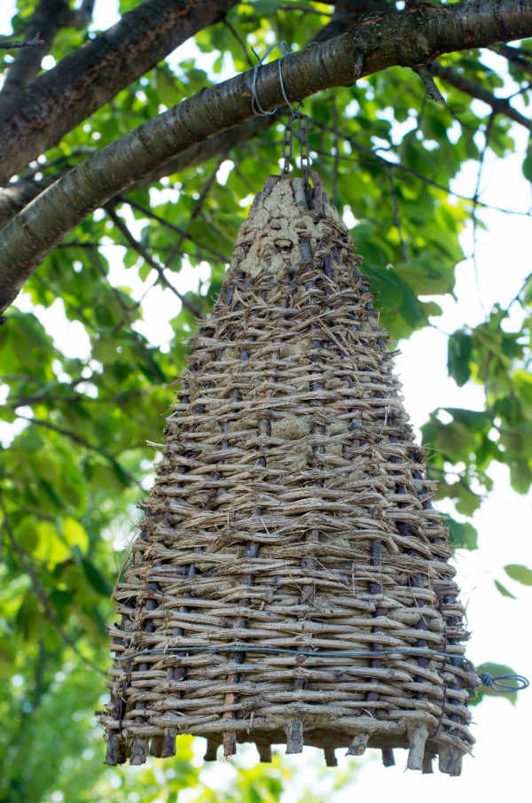 A traditional bee skep hanging from a tree branch