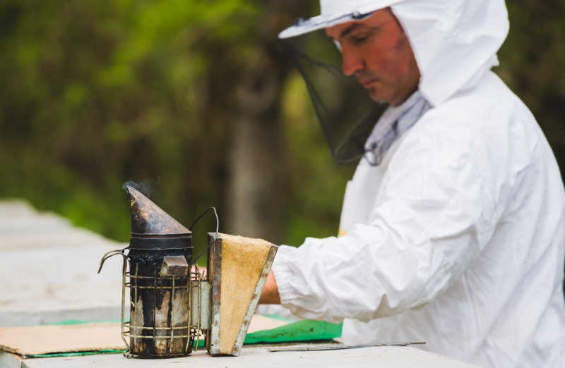 A beekeeper in a white suit next to a hive smoker