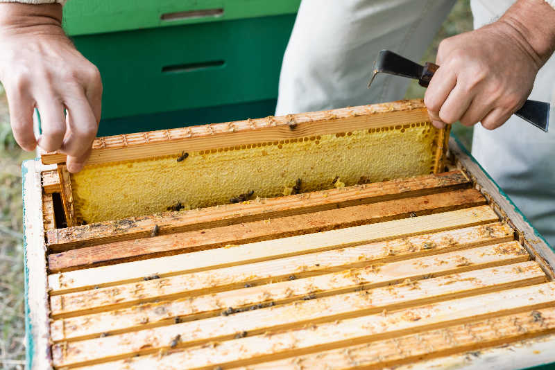 Langstroth frames that are used for brood and honey