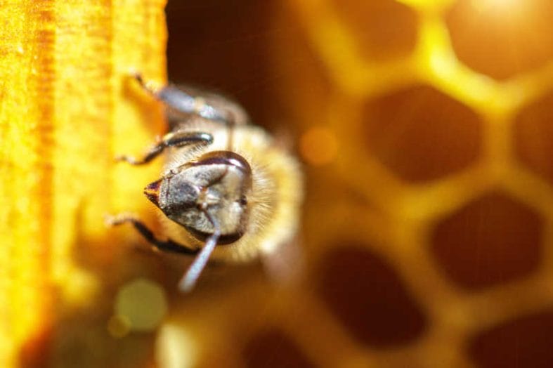 Close up shot of a honey bee in the hive