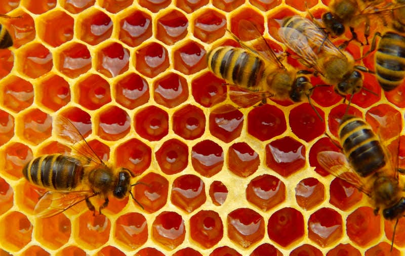 Bees on top of honey comb