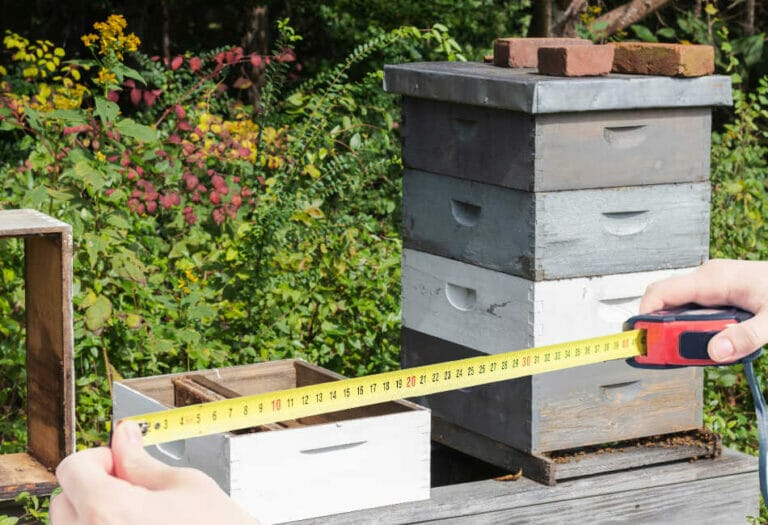 Langstroth Hive Dimensions – A Complete Guide