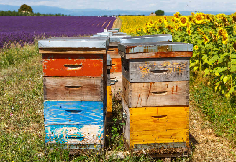 Rustic Langstroth hives in the fields