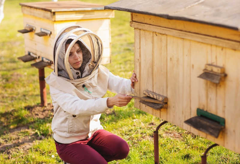 Beekeeper working on an entrance to a Layens hive.