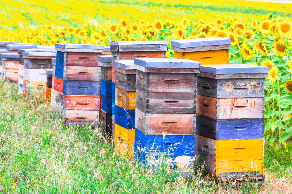 A group of Langstroth beehives in a field next to sunflowers
