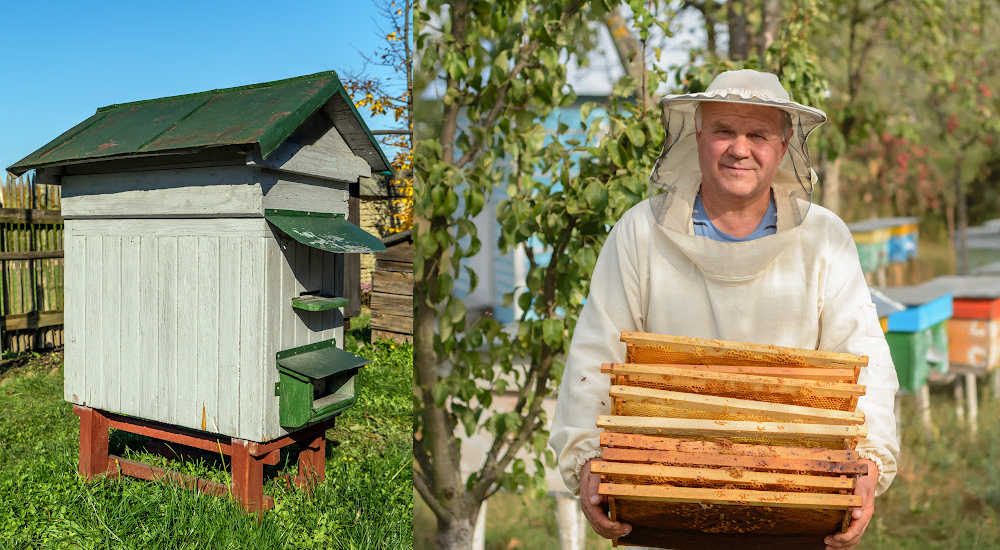 A Layens hive and a beekeeper holding frames