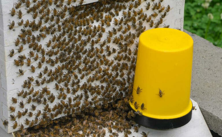 What Is Honey Bee Washboarding?