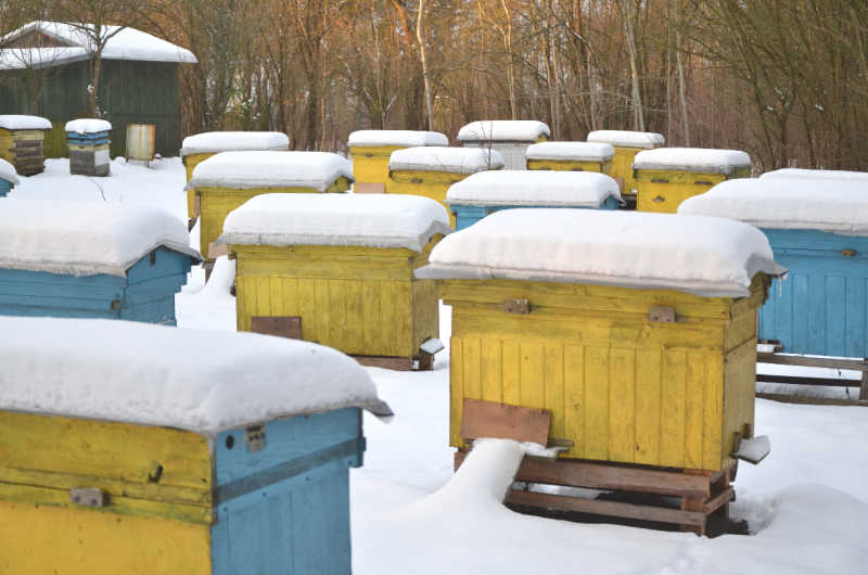 A group of Layens hives in the snow