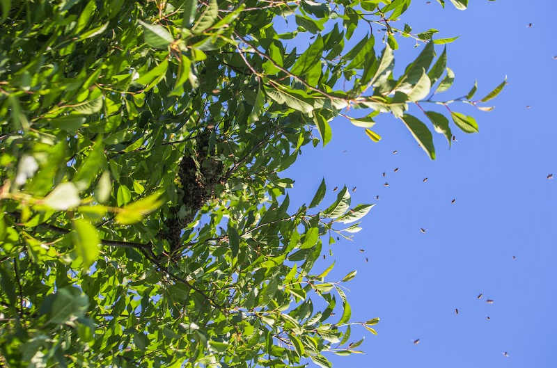 A swarm of bees high in a tree branch