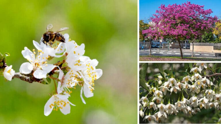 22 Best Trees For Bees + FREE Printable