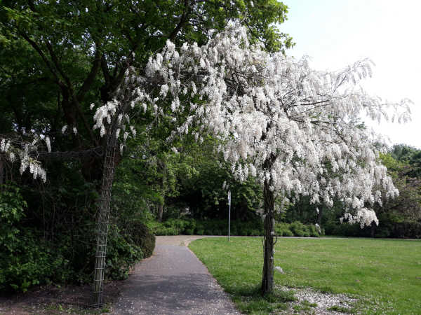 Black locust tree laden with white flowers in spring