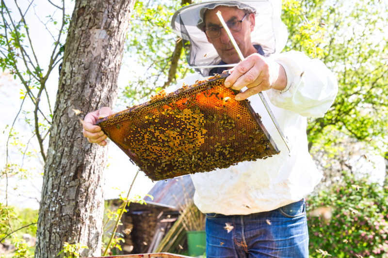 A beekeeper checking a Langstroth frame
