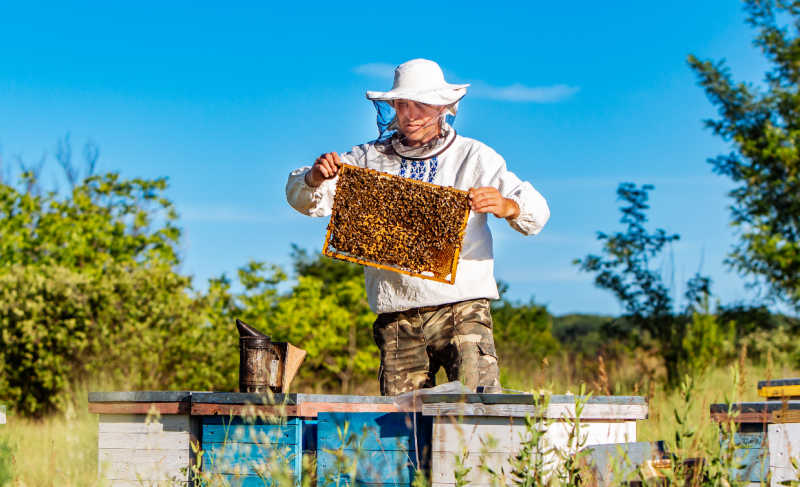 A beekeeper checking the frame of a Langstroth hive