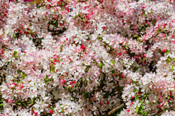 Zoomed in shot of a flowering crabapple tree